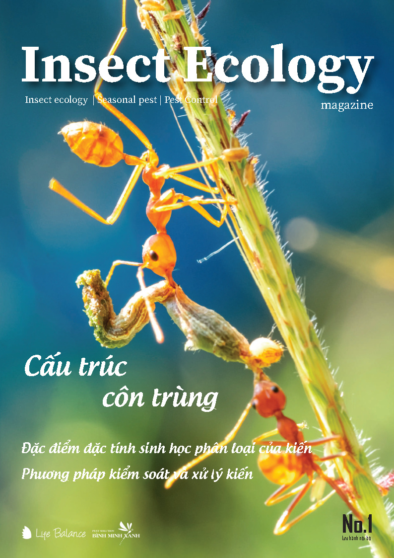 TẠP CHÍ INSECT ECOLOGY | No.1 | Đặc điểm, đặc tính sinh học về kiến (P.1)